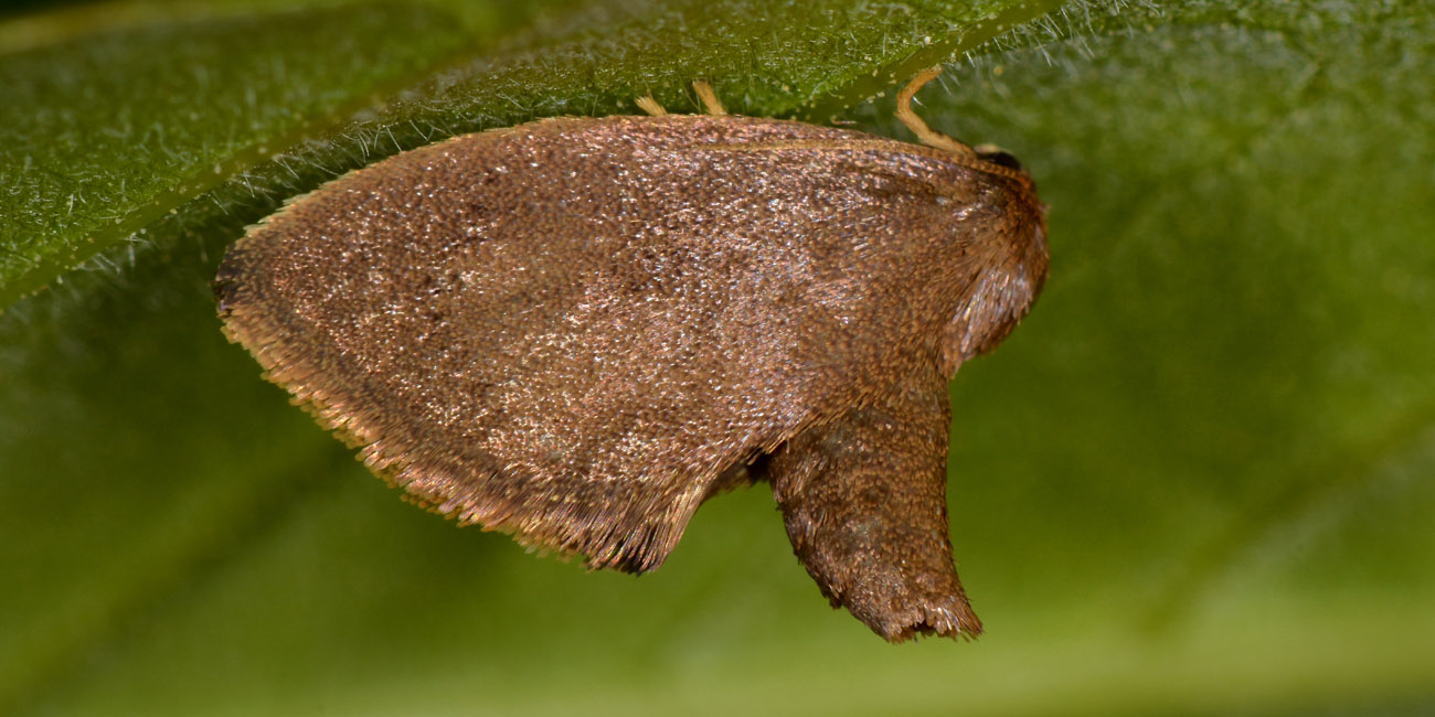 Limacodidae? S, Heterogenea asella